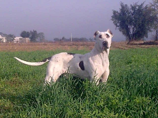 Pakistani Mastiff (Bully Kutta) in long grass