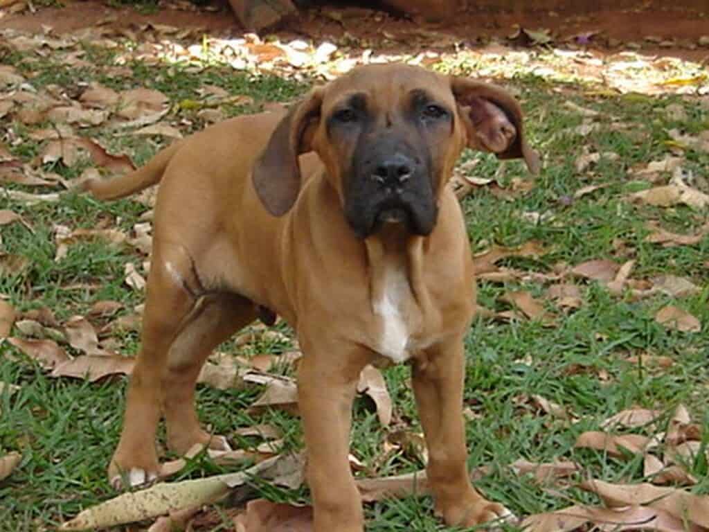 Brazilian Mastiff (Fila Brasileiro) puppy standing on the lawn