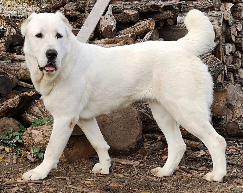 Central Asian Mastiff (Central Asian Shepherd Dog) walking proudly