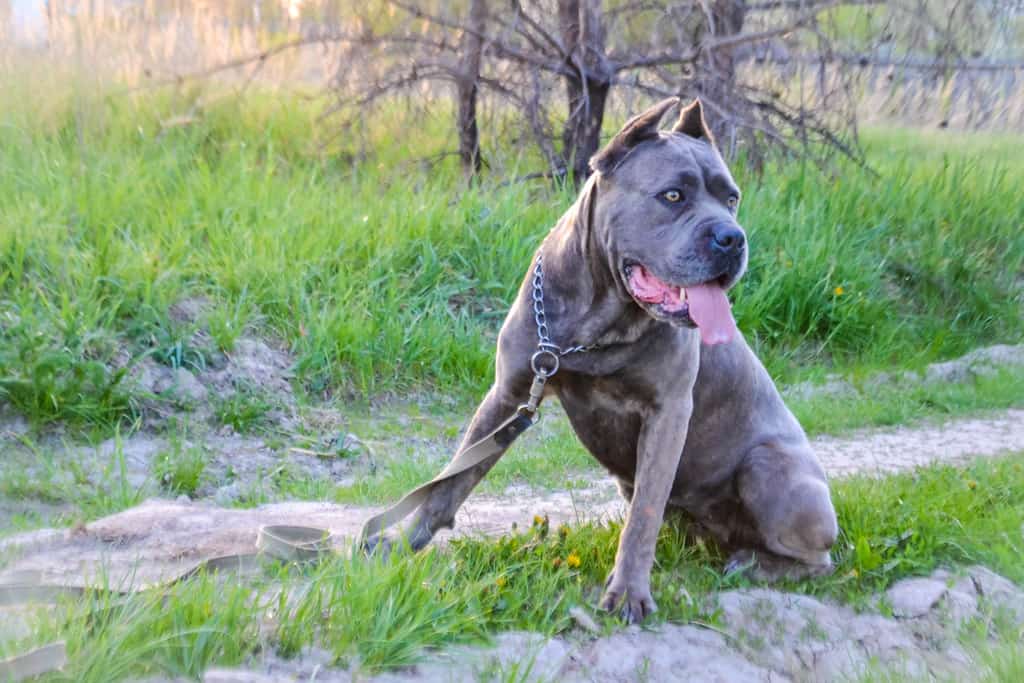 a large Italian mastiff with its tongue out on a rock