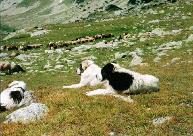 Bulgarian Karakachan Dog keeping watch