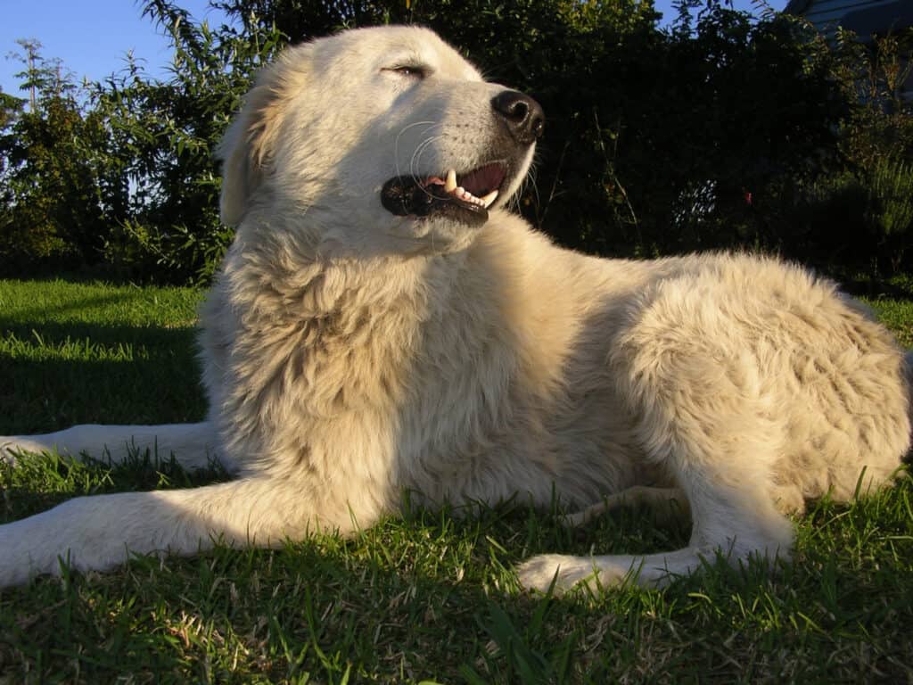 Abruzzese Mastiff (Mastino Abruzzese) lying on the lawn