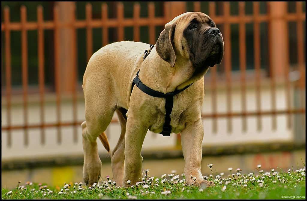 English Mastiff on a lead