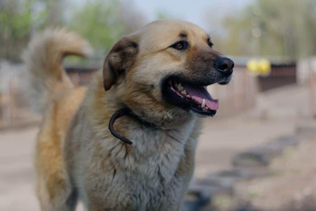 Anatolian Shepherd Dog laughing