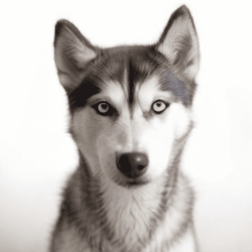 Alaskan Husky Portrait