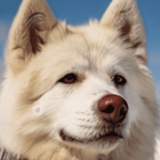 Greenland Dog Portrait