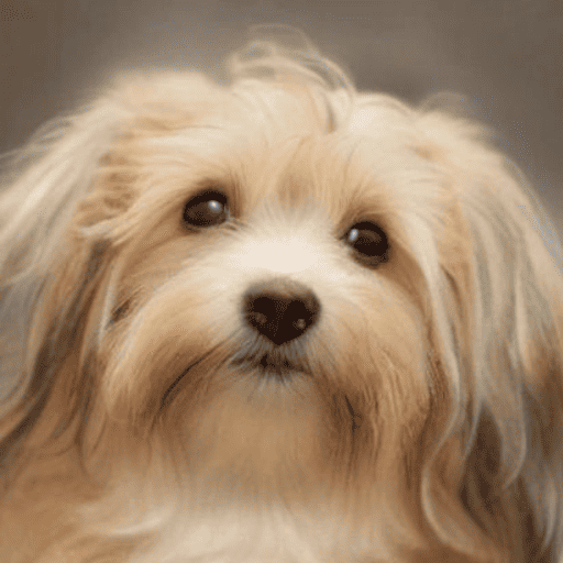 Havanese Portrait