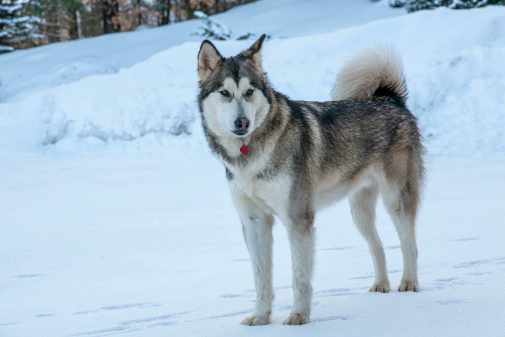 Labrador Husky