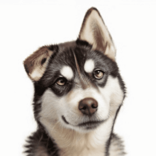 Labrador Husky Portrait