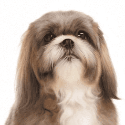 Lhasa Apso Portrait