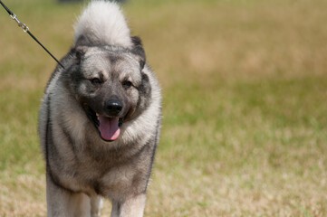 Norwegian Elkhound Running on a Leash