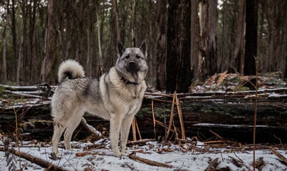 Norwegian Elkhound Standing Outdoors