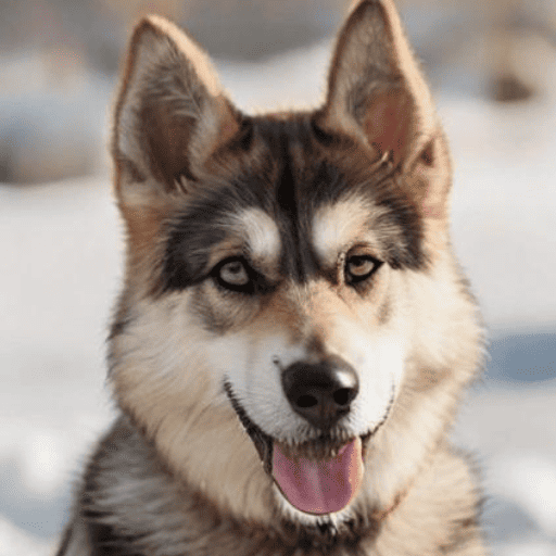 Shepsky (German Shepherd x Siberian Husky) Portrait