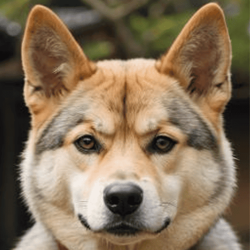 Shikoku Dog Portrait