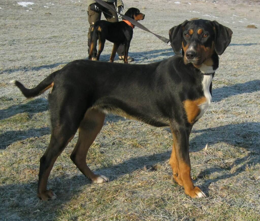 Transylvanian Hound (Erdélyi Kopó) on the beach