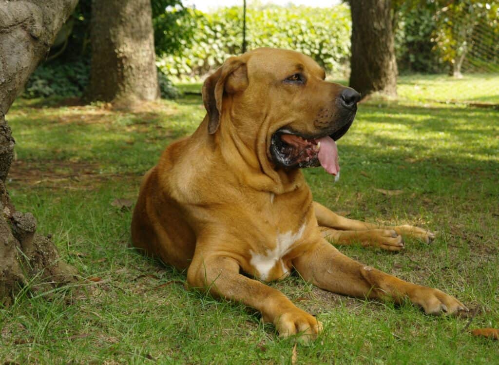 Brazilian Mastiff (Fila Brasileiro) lying on the lawn