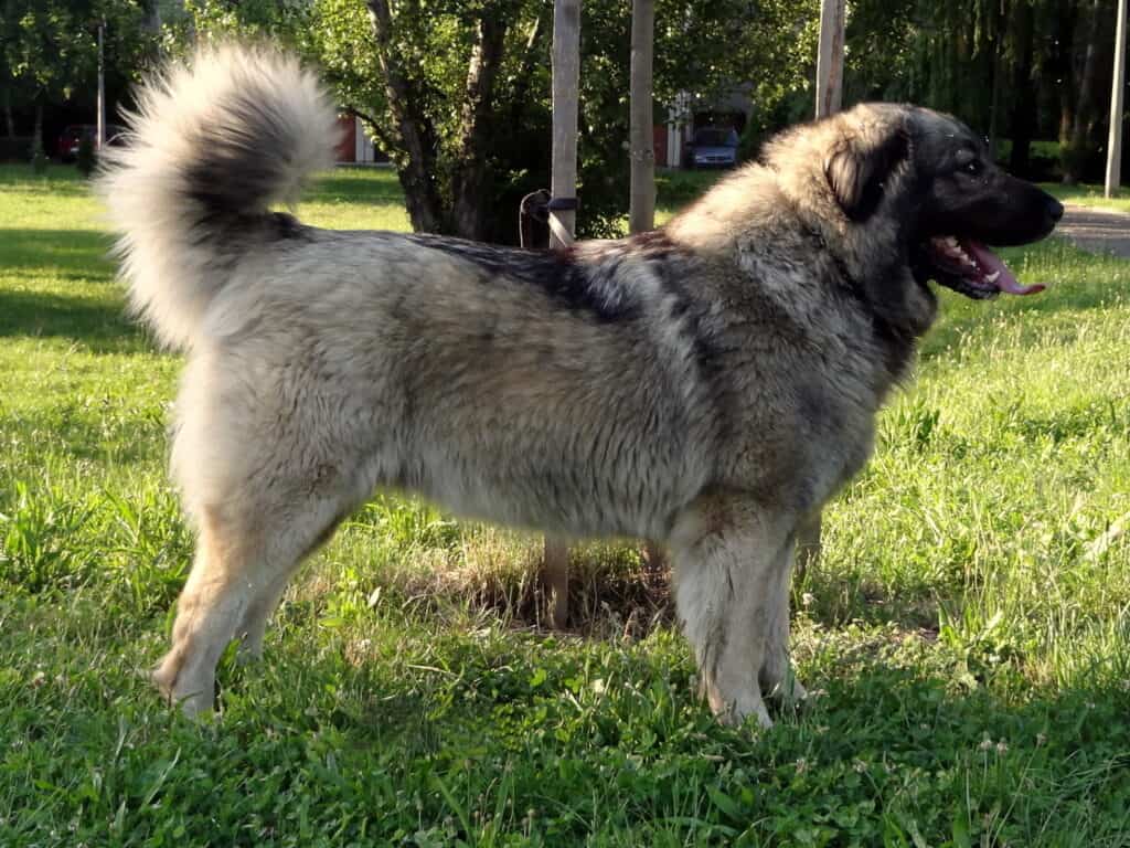 Bosnian-Herzegovinian Sheepdog (Sarplaninac) standing on the grass