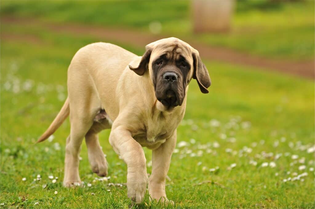 Spanish Mastiff puppy walking on a field