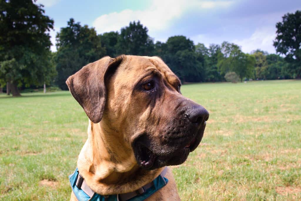 Japanese Mastiff close up