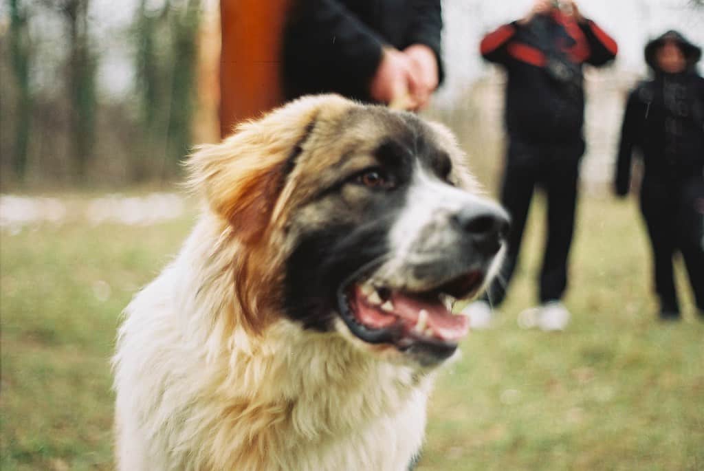 Bulgarian Karakachan Dog close up