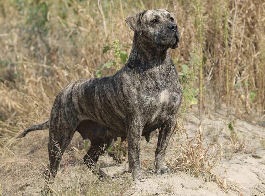 Perro de Presa Canario portrait posing on a rock