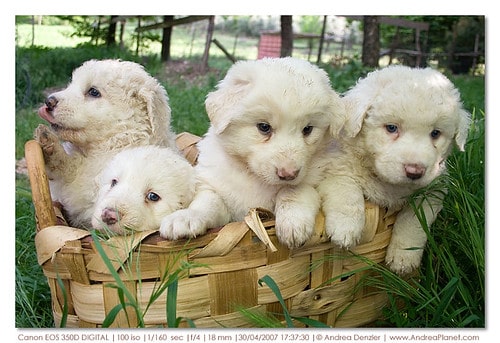 Abruzzese Mastiff (Mastino Abruzzese) puppies