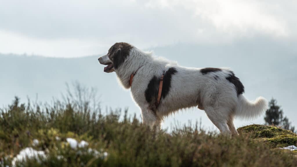 Bosnian and Herzegovinian-Croatian Shepherd Dog (Tornjak) standing