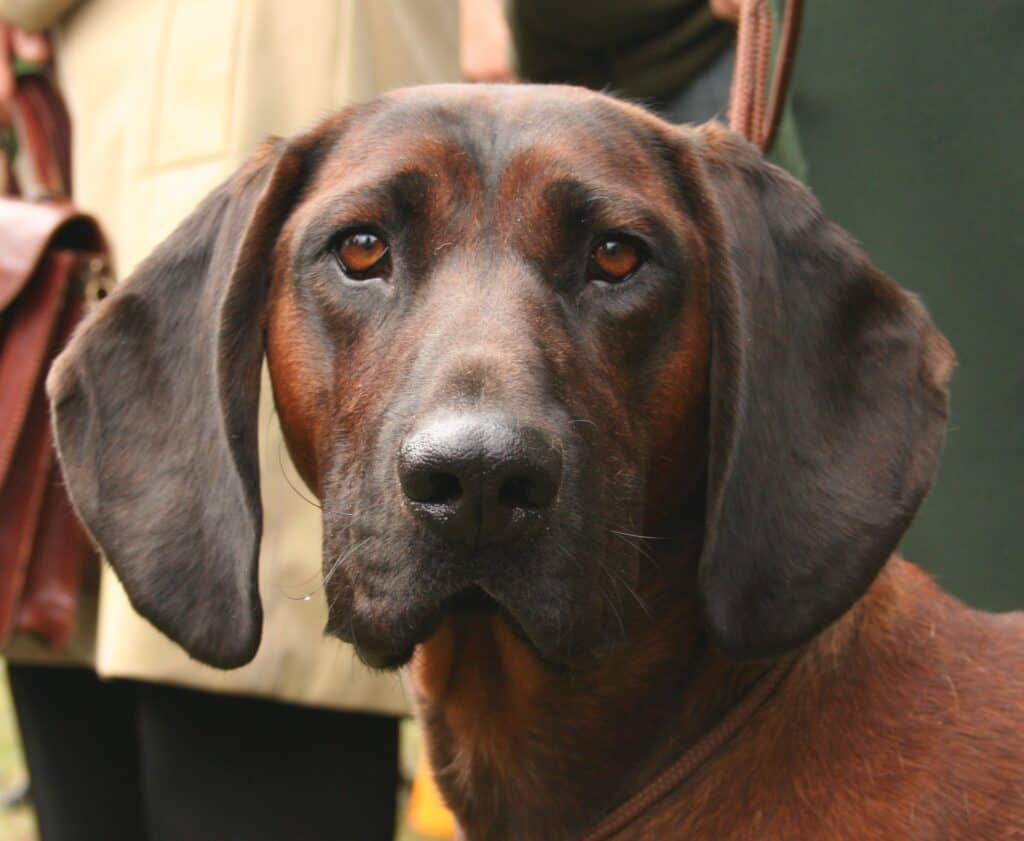 Bavarian Mountain Hound close up