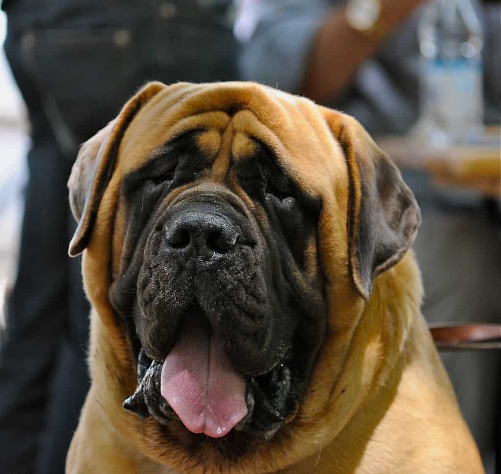 English Mastiff close up head shot