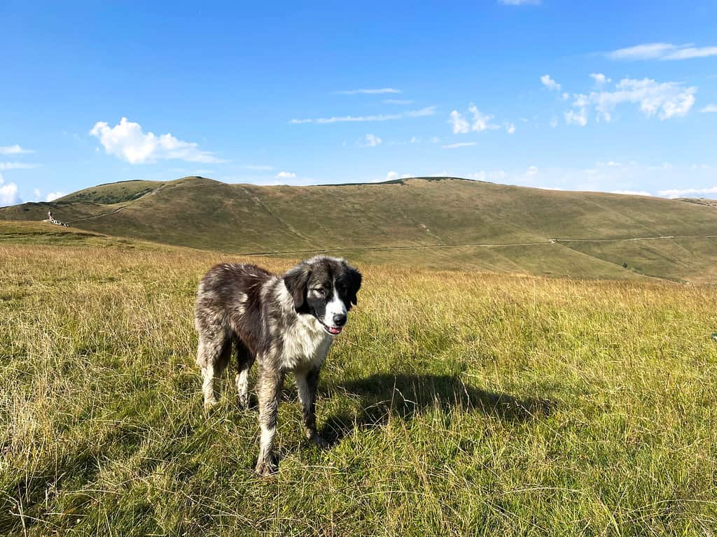 Romanian Mastiff (Carpatin Shepherd) on a field