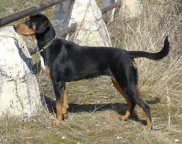 Transylvanian Hound (Erdélyi Kopó) on the lead