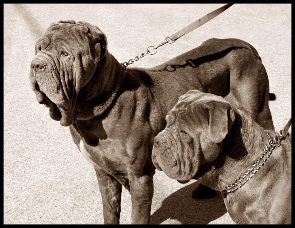 mastino napoletano pair on the pavment