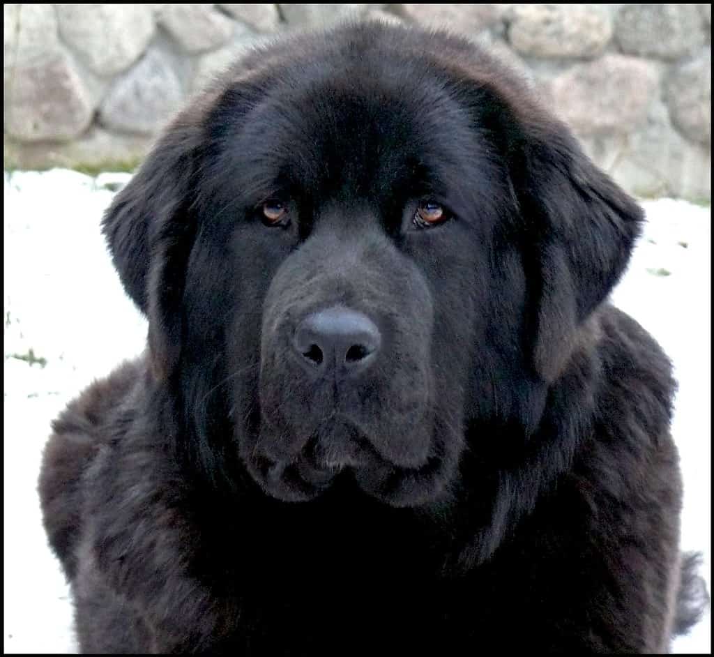 Tibetan Mastiff close up in the snow