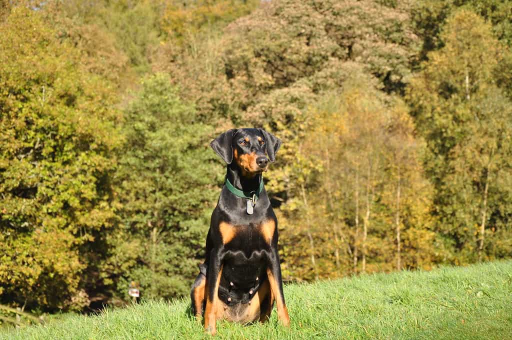 Austrian Black and Tan Hound on a hillside