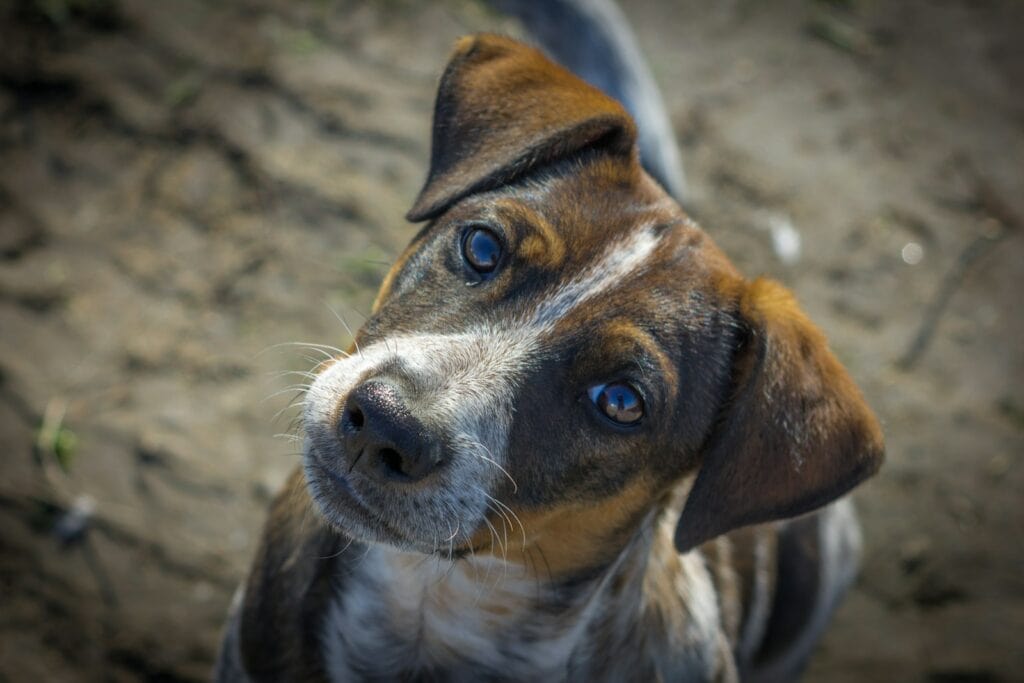 Serbian hound close up