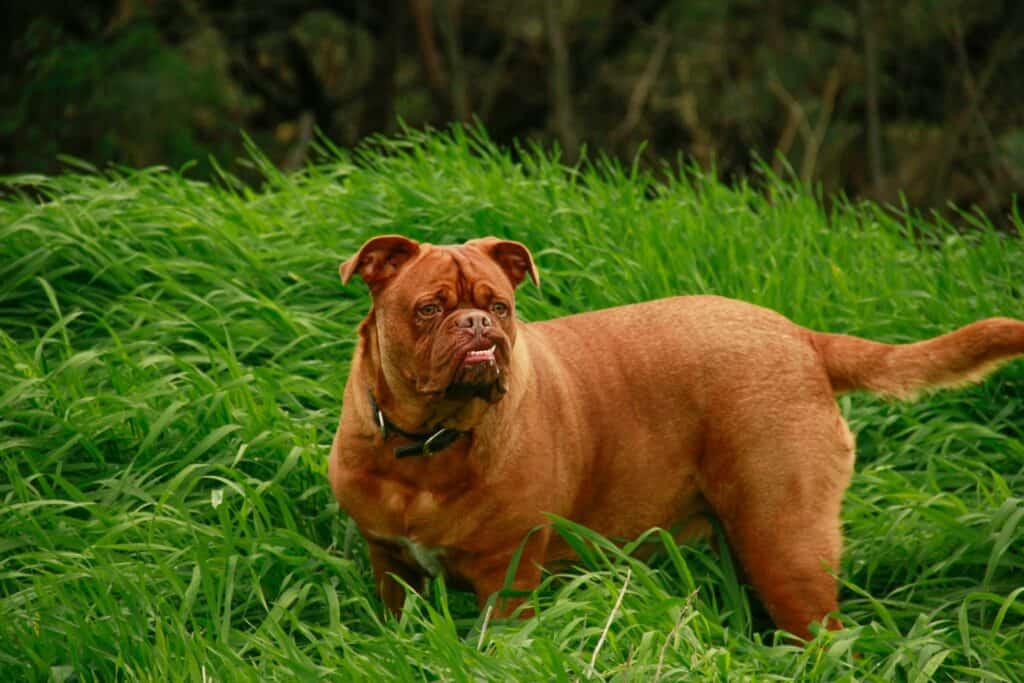 French Mastiff (Dogue de Bordeaux) on green grass field during daytime