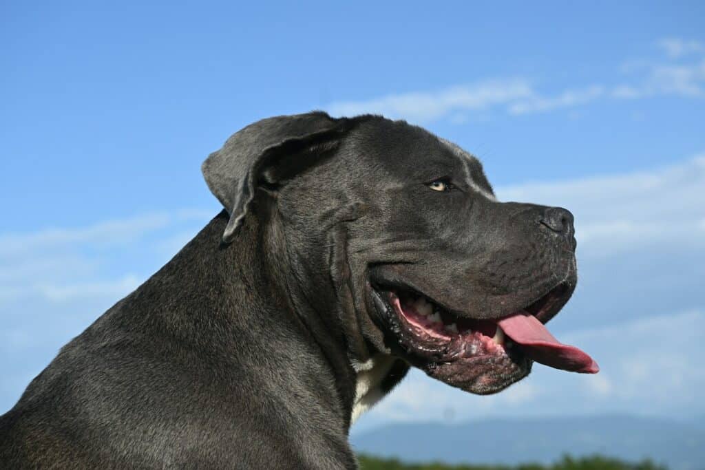 a large Italian mastiff with its tongue out