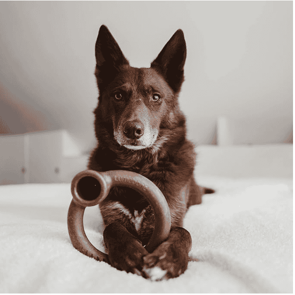 husky with a Aggressive Chewers dog toy