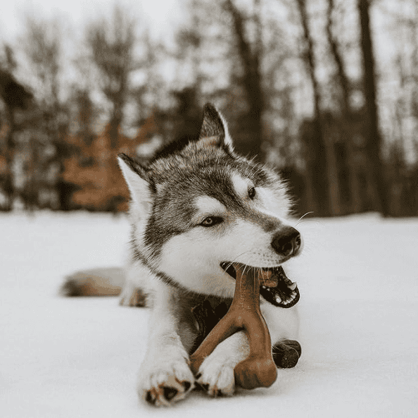 husky with a Aggressive Chewers dog toy