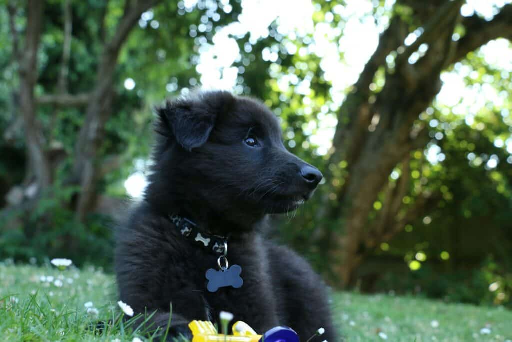 Croatian Sheepdog lying on grass