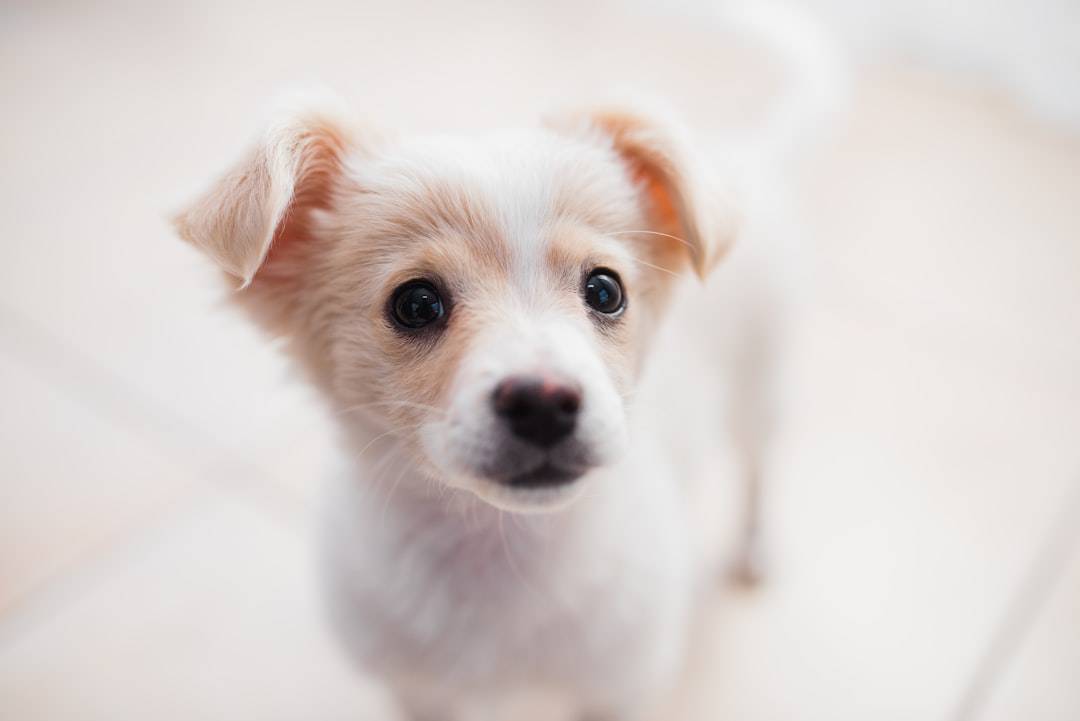 Photo Puppy training