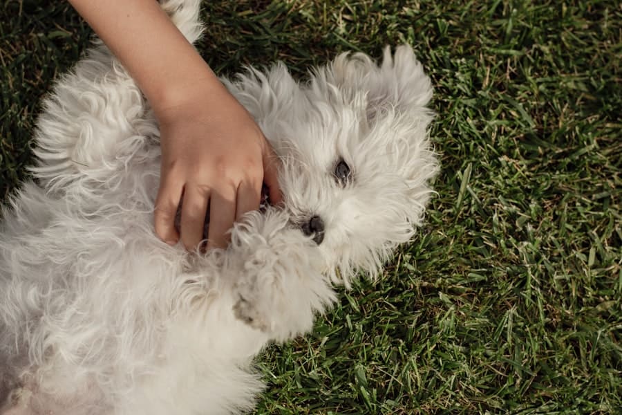 Photo Puppy, treats