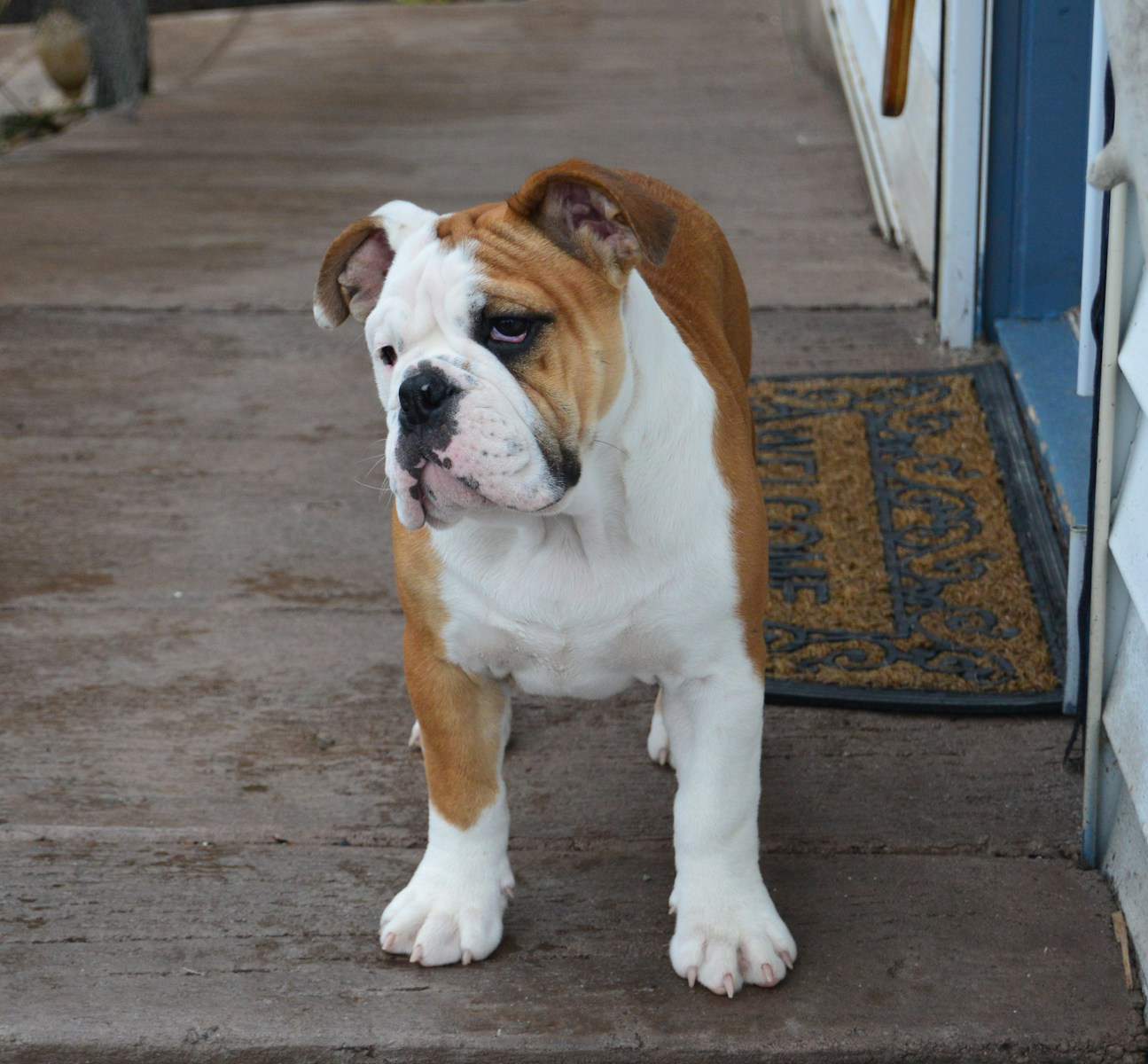 American bulldog looking for it's toy and deciding How to Pick the Best Dog Toys for American Bulldogs?, contact us